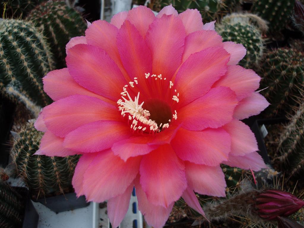 Eigene Echinopsis/Antares 4.0.jpg